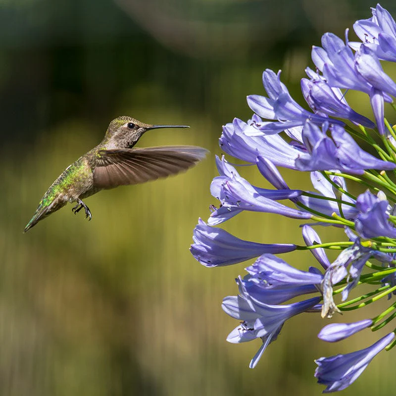 African Lily - Image 4
