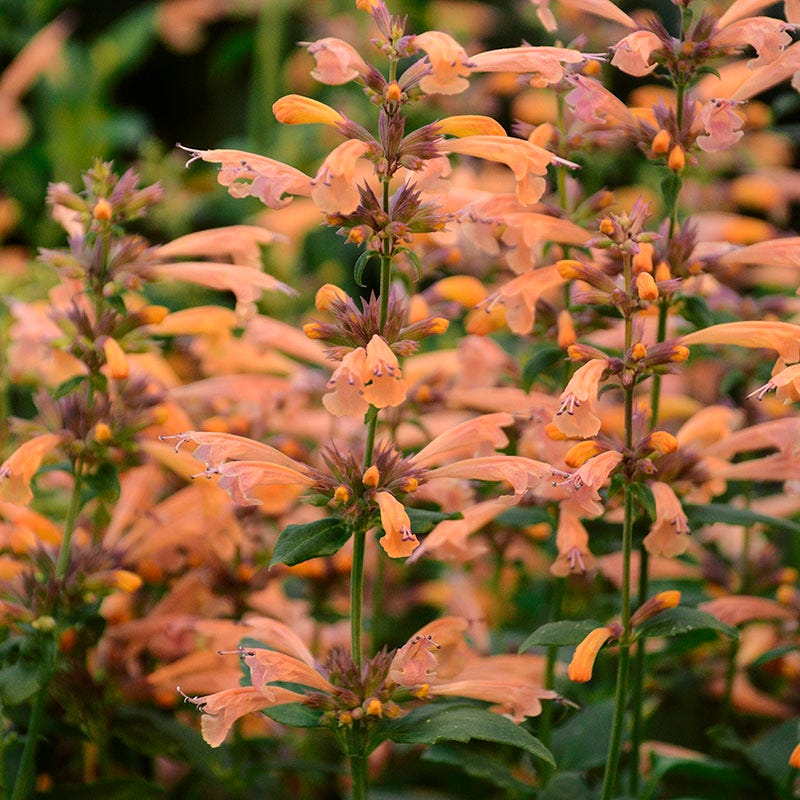 Butterfly & Hummingbird Pre-Planned Garden - Image 7