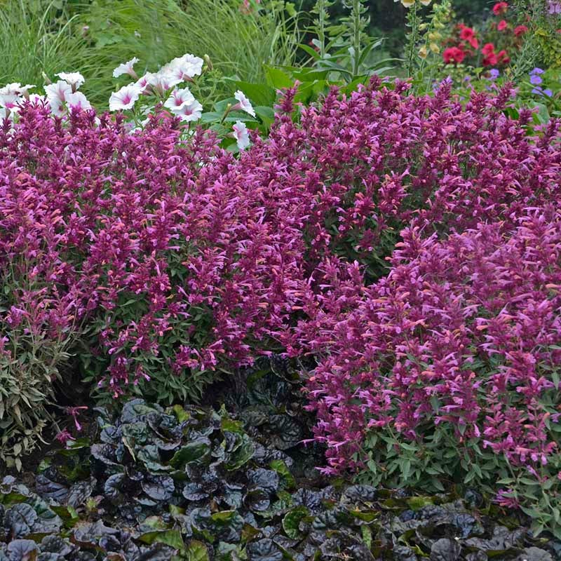 Rosie Posie Agastache - Image 3