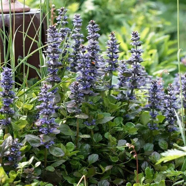 Patchwork Ajuga Low Grow Collection - Image 2