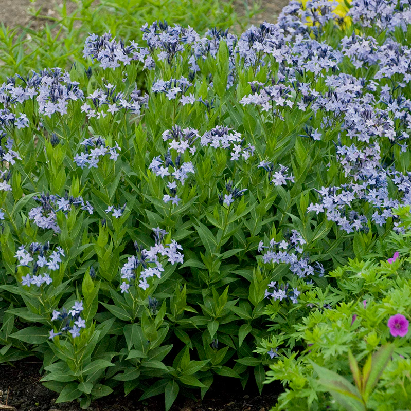Blue Ice Amsonia - Image 2