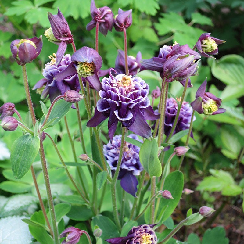 Double Winky Blue Columbine - Image 2