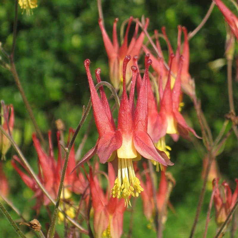 Shade Pollinator Pit Stop Plant Collection - Image 4