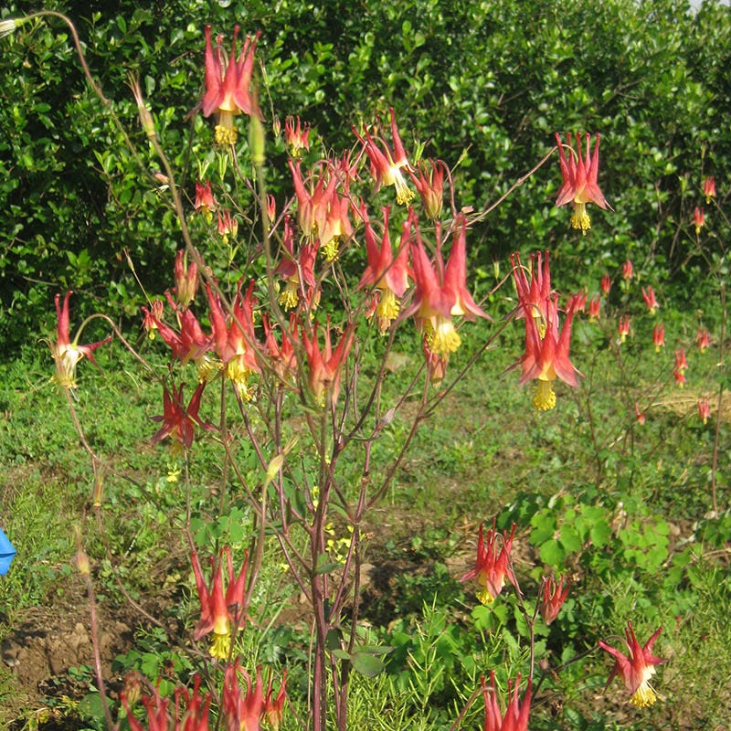 Eastern Red Columbine - Image 2