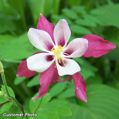 McKana Giant Columbine Mix - Image 4