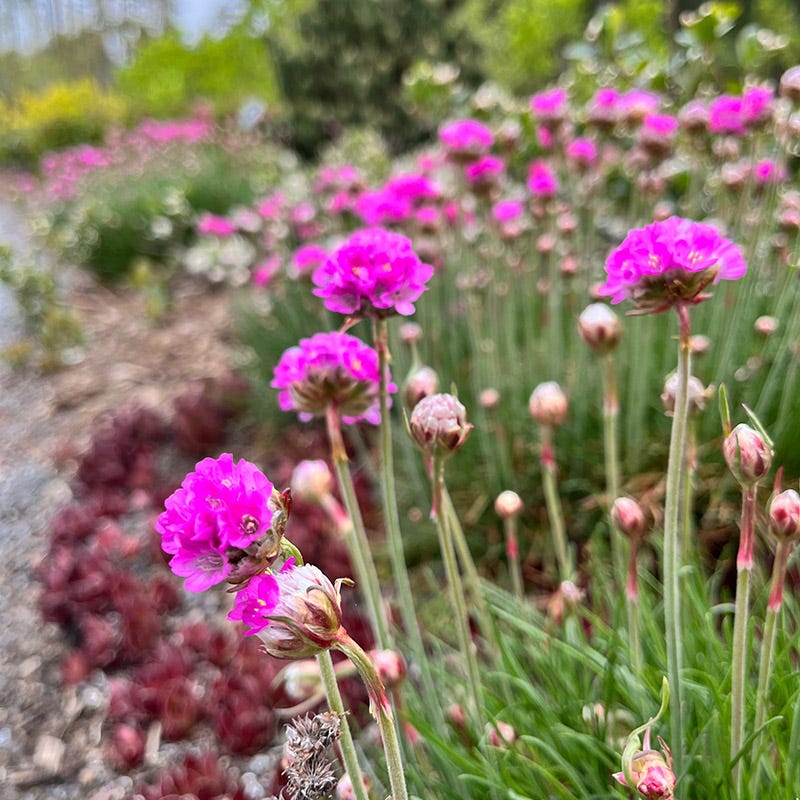 Splendens Armeria - Image 3