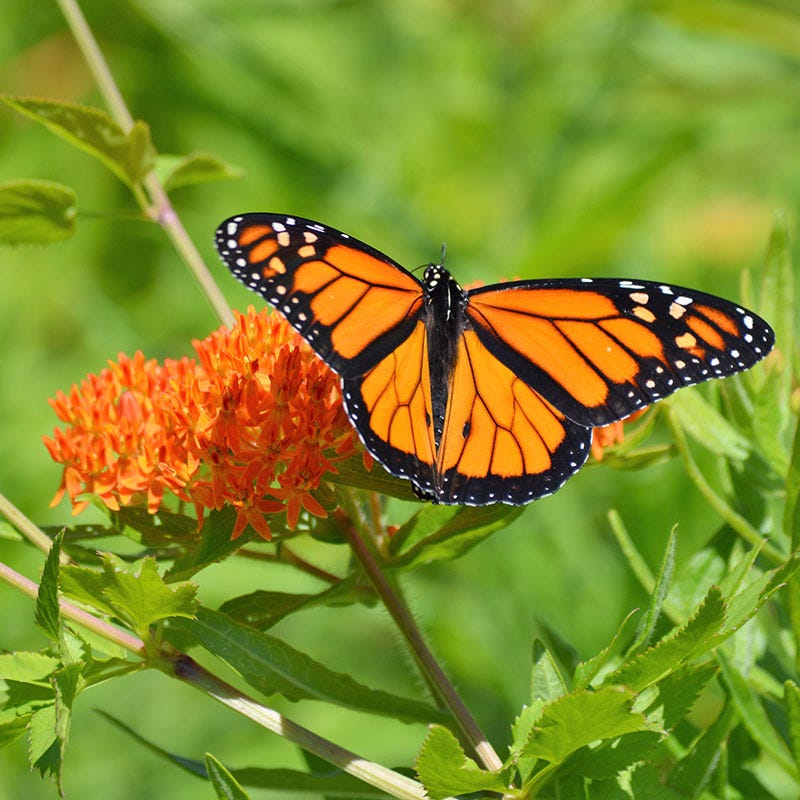 Butterfly Weed - Image 7