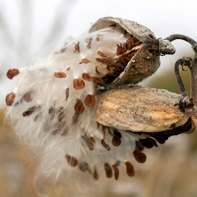 Prairie Milkweed - Image 3