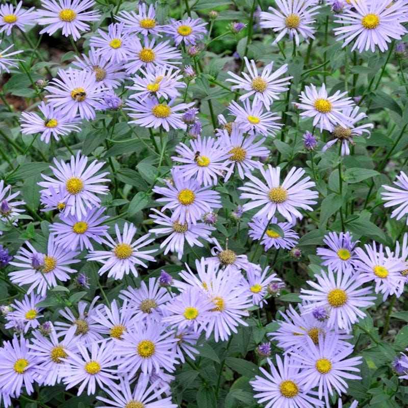 Monch Frikart's Aster - Image 2