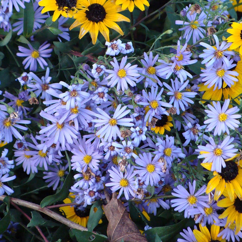 Bluebird Aster - Image 2