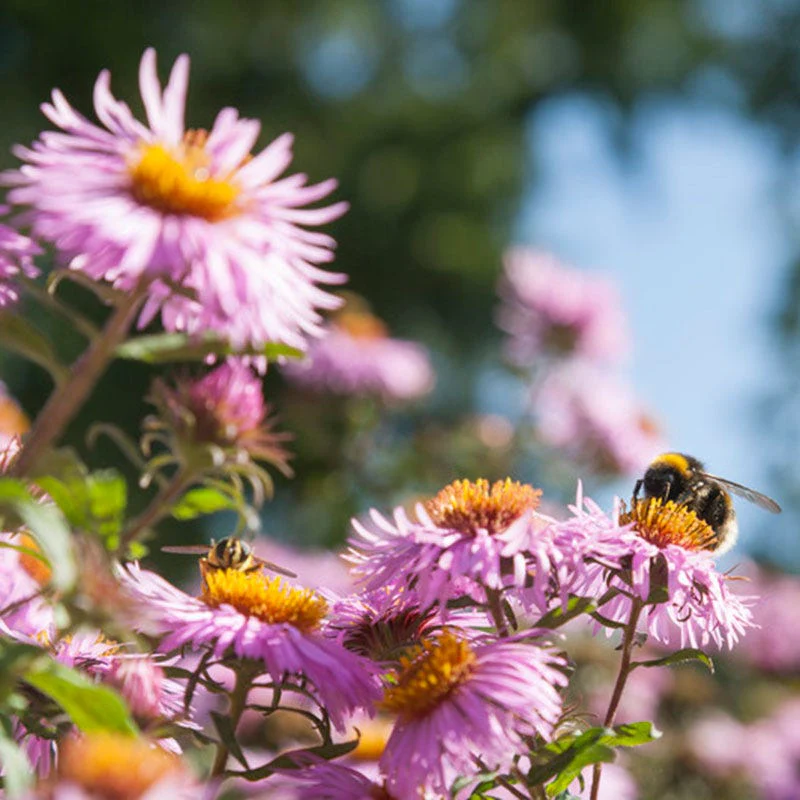 New England Aster - Image 2