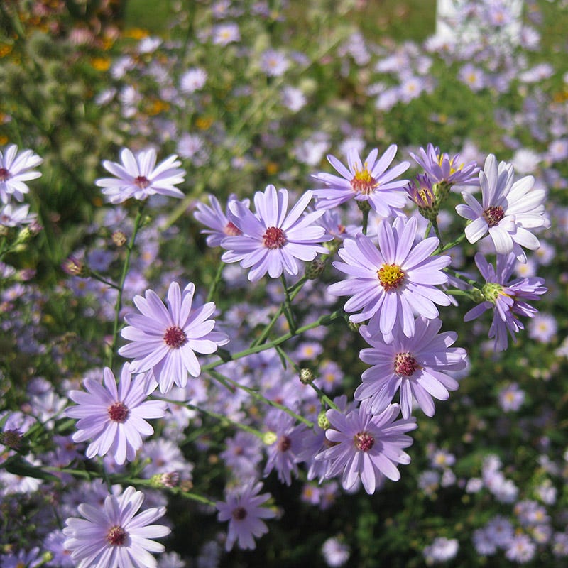 Smooth Blue Aster - Image 2