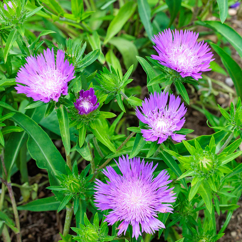 Stoke's Aster - Image 2