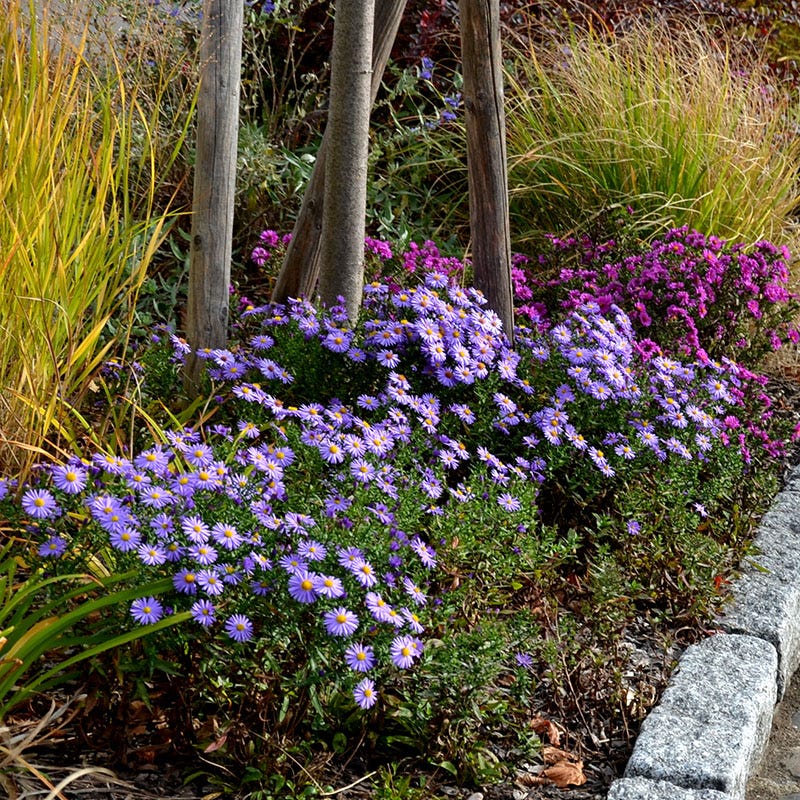 Wood's Blue Aster