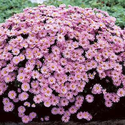 Wood's Pink Aster - Image 3