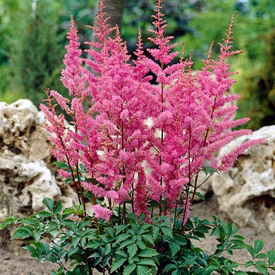 Amethyst Astilbe - Image 2