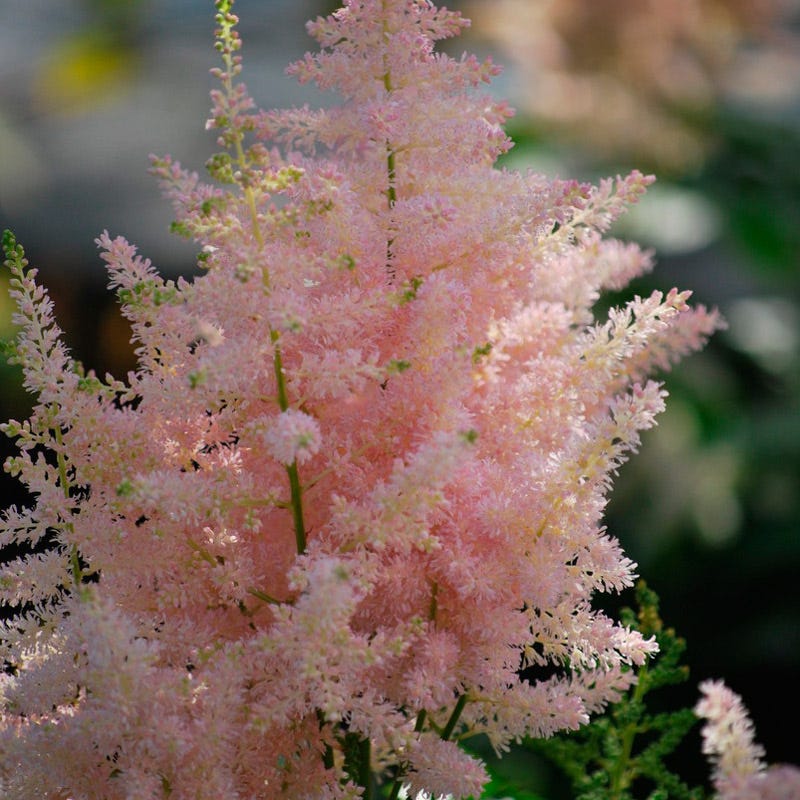 Europa Astilbe - Image 2