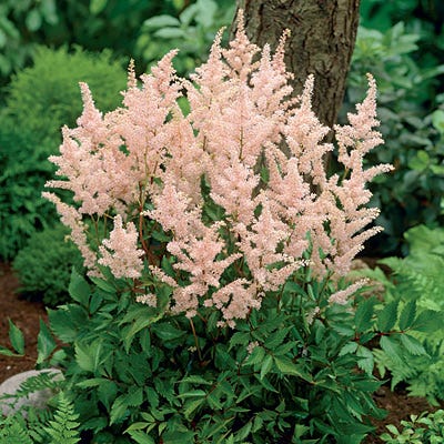Peach Blossom Astilbe