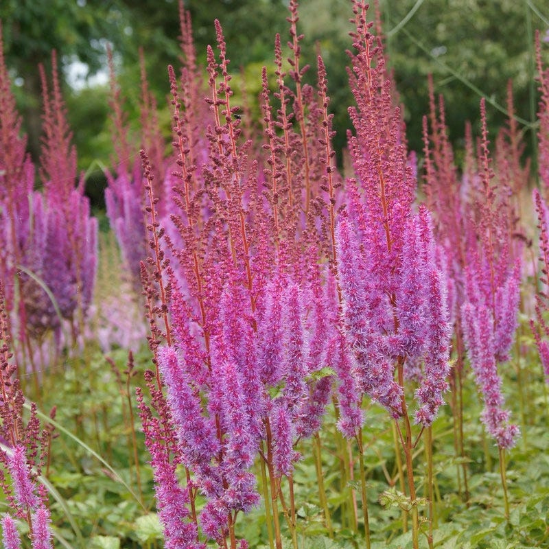 Purpurkerze Astilbe - Image 2