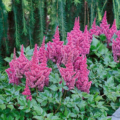 Visions Astilbe - Image 2