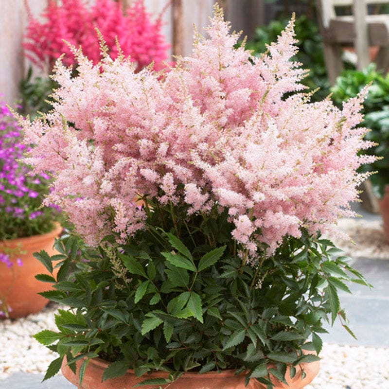 Silvery Pink Astilbe - Image 2