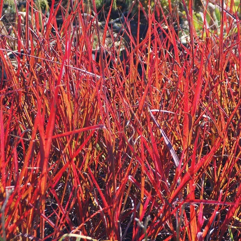 Autumn Color Booster Plant Collection - Image 2