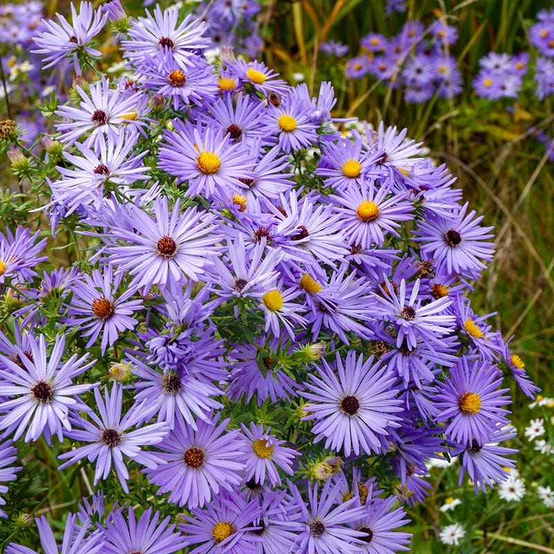Bird Watcher Native Plant Collection - Image 4