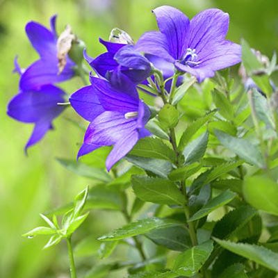 Sentimental Blue Balloon Flower - Image 2