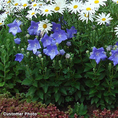 Sentimental Blue Balloon Flower - Image 4