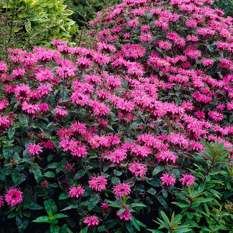 Marshall's Delight Bee Balm - Image 5