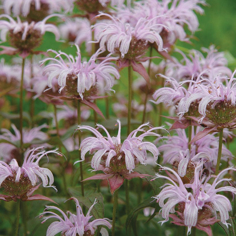 Bradbury's Bee Balm - Image 3