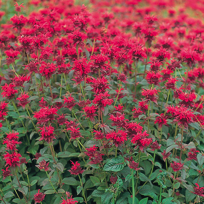 Panorama Red Bee Balm - Image 2