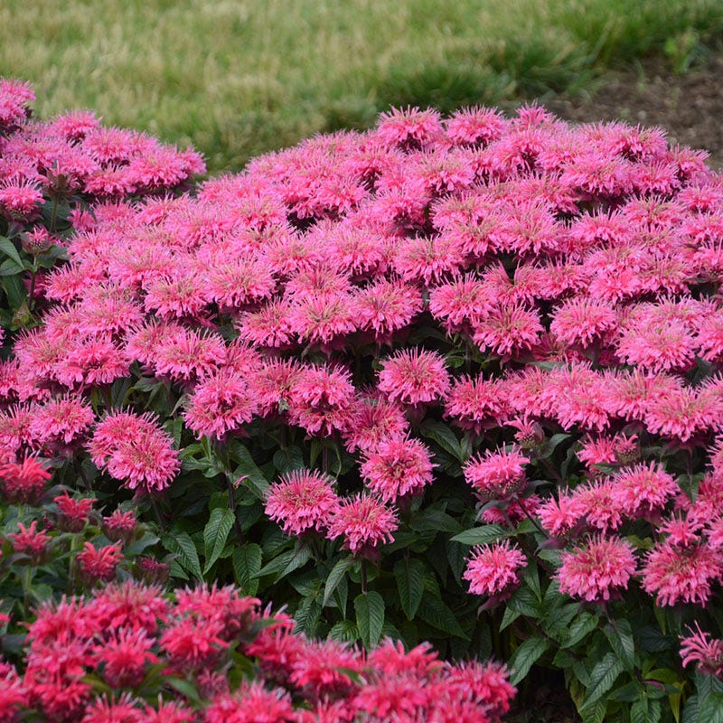 Sugar Buzz® Bubblegum Blast Bee Balm - Image 2