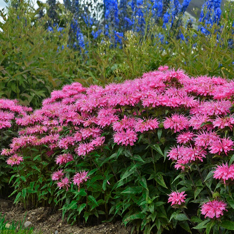 Sugar Buzz® Bubblegum Blast Bee Balm - Image 3