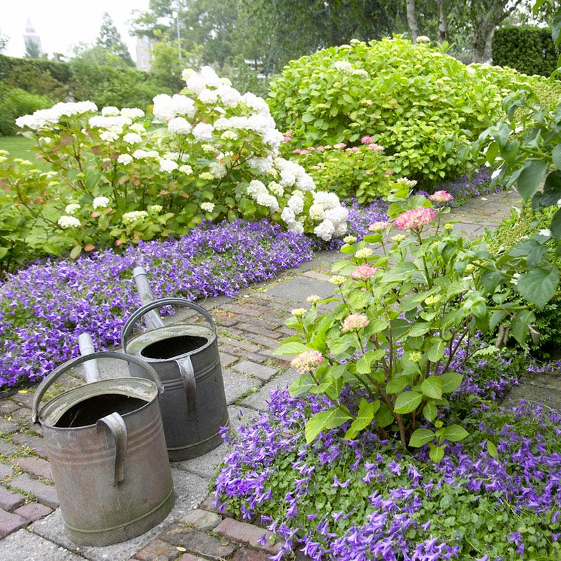 Blue Waterfall Bellflower - Image 4