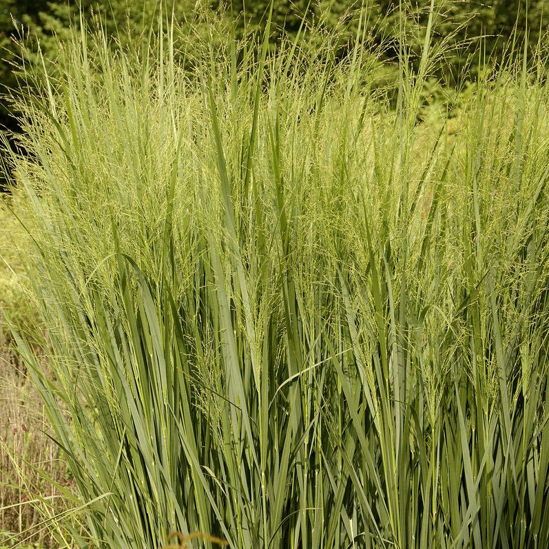 Bird Watcher Plant Collection - Image 4