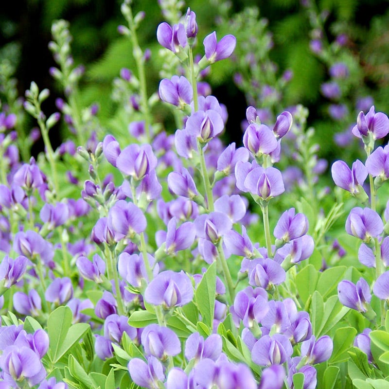 Bird Watcher Plant Collection - Image 5