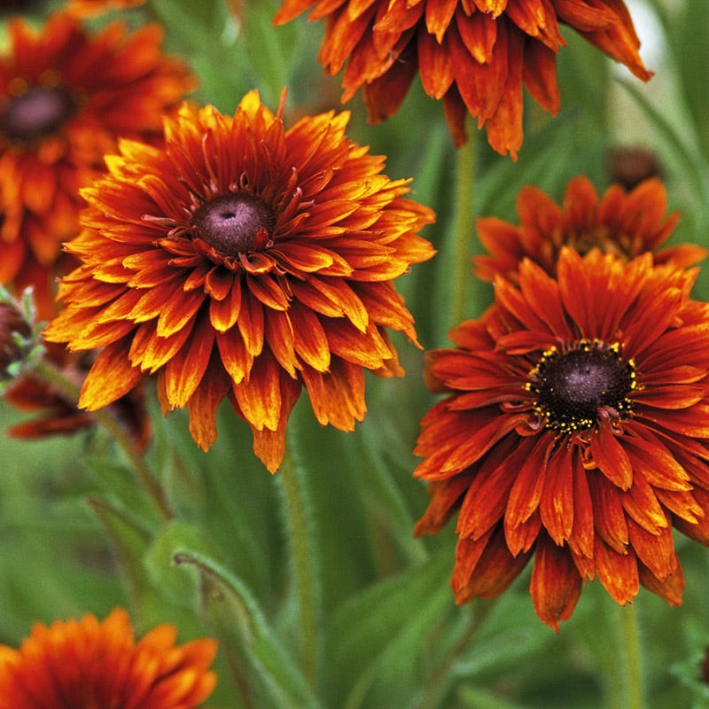 Cherokee Sunset Black-Eyed Susan - Image 2