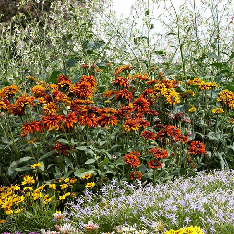 Cherokee Sunset Black-Eyed Susan - Image 5