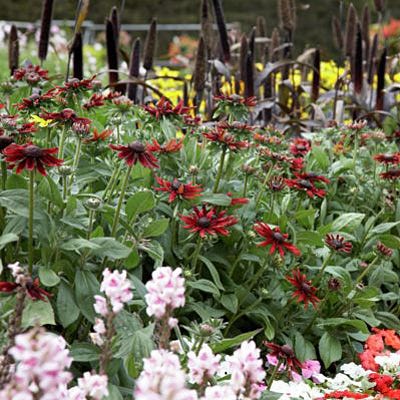 Cherry Brandy Black Eyed Susan - Image 2