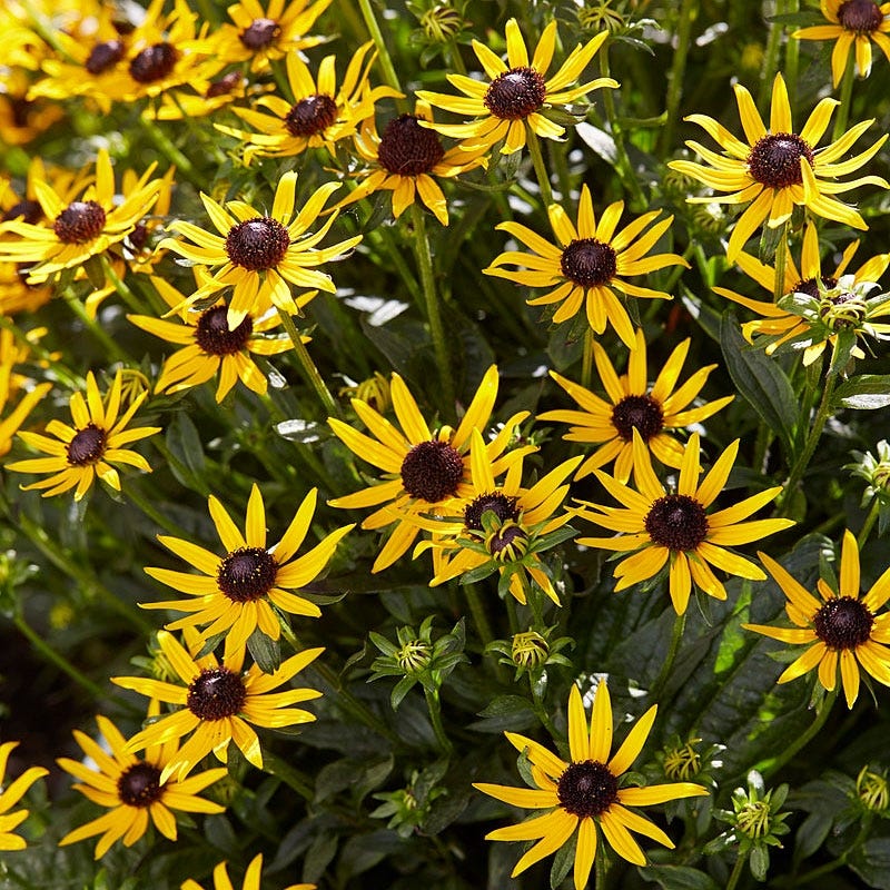 Little Goldstar Black Eyed Susan - Image 2