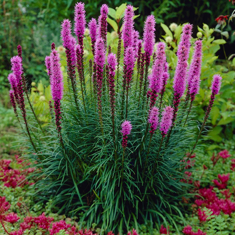 Blazing Star - Image 2