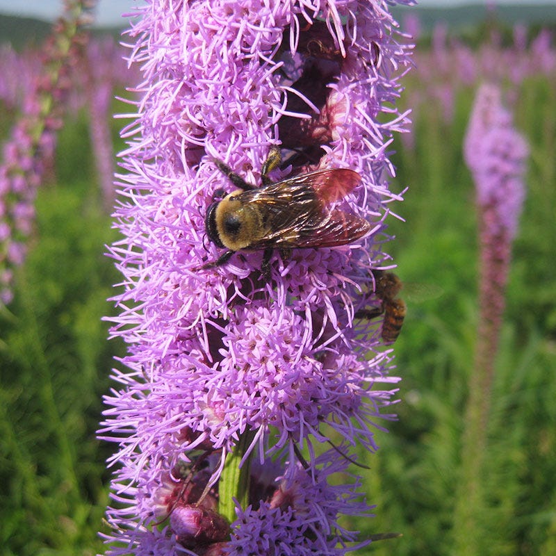 Floristan Violet Blazing Star - Image 3