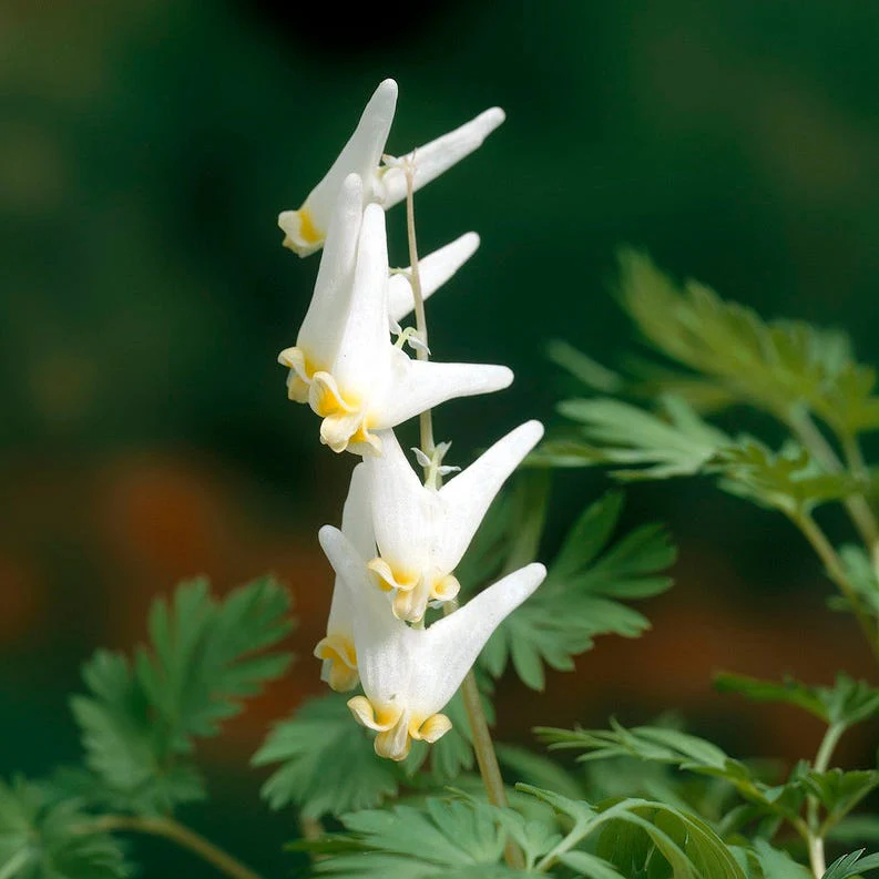 Dutchman's Breeches - Image 2