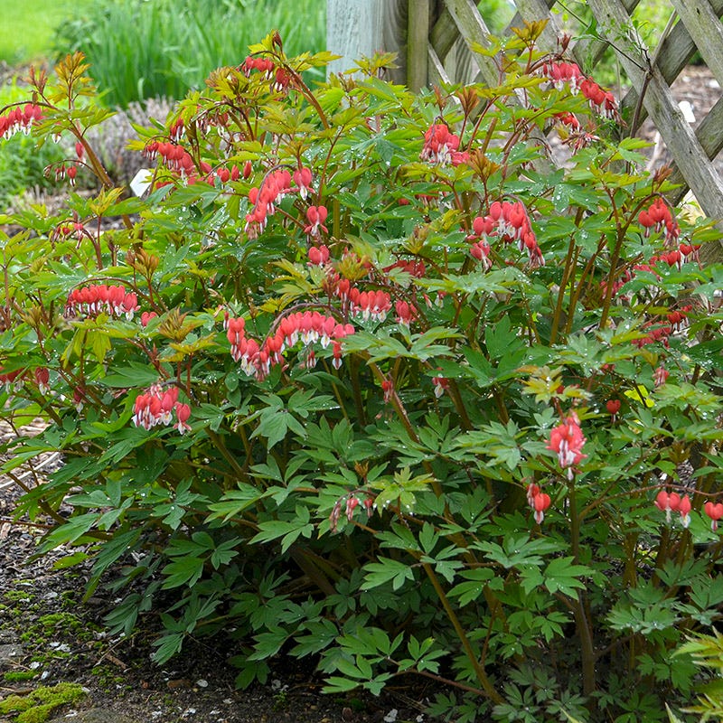 Valentine® Bleeding Heart - Image 2