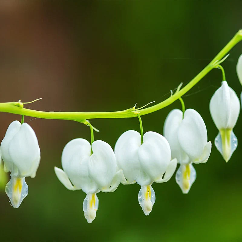 White Bleeding Heart - Image 2
