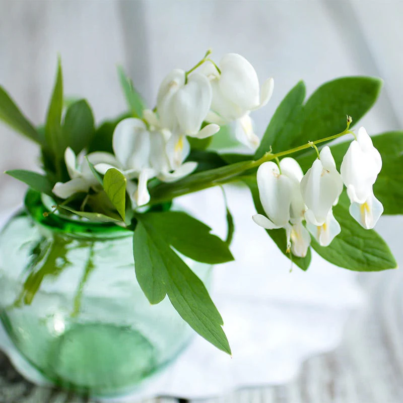 White Bleeding Heart - Image 3