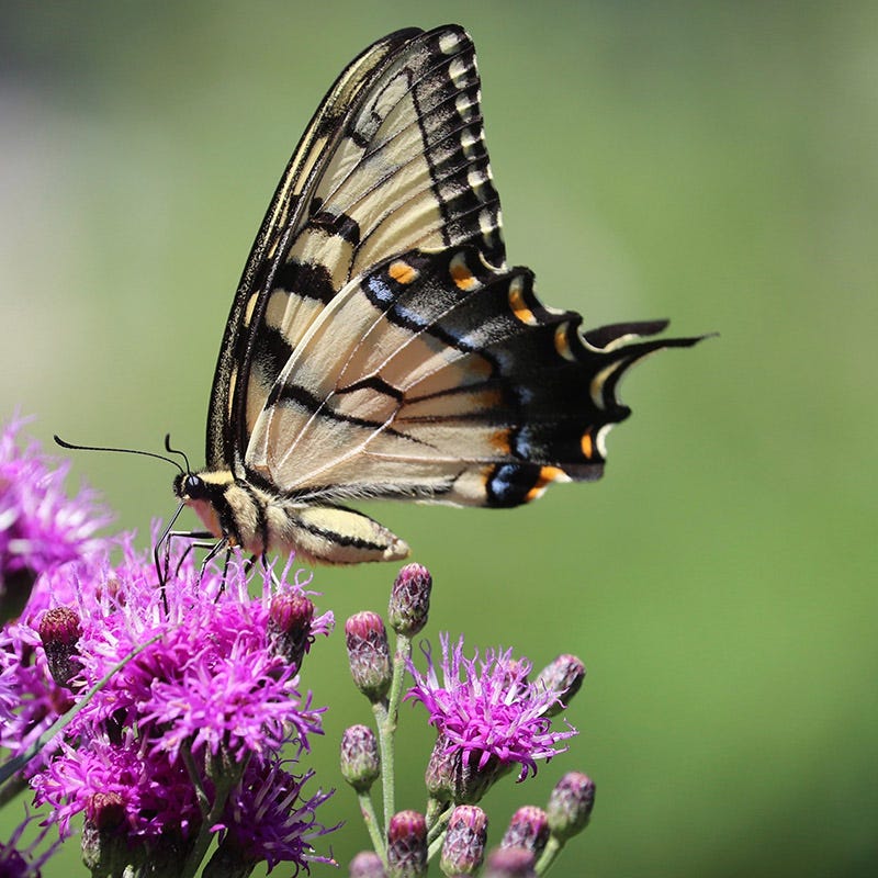 Brilliant Cottage Garden Plant Collection - Image 5