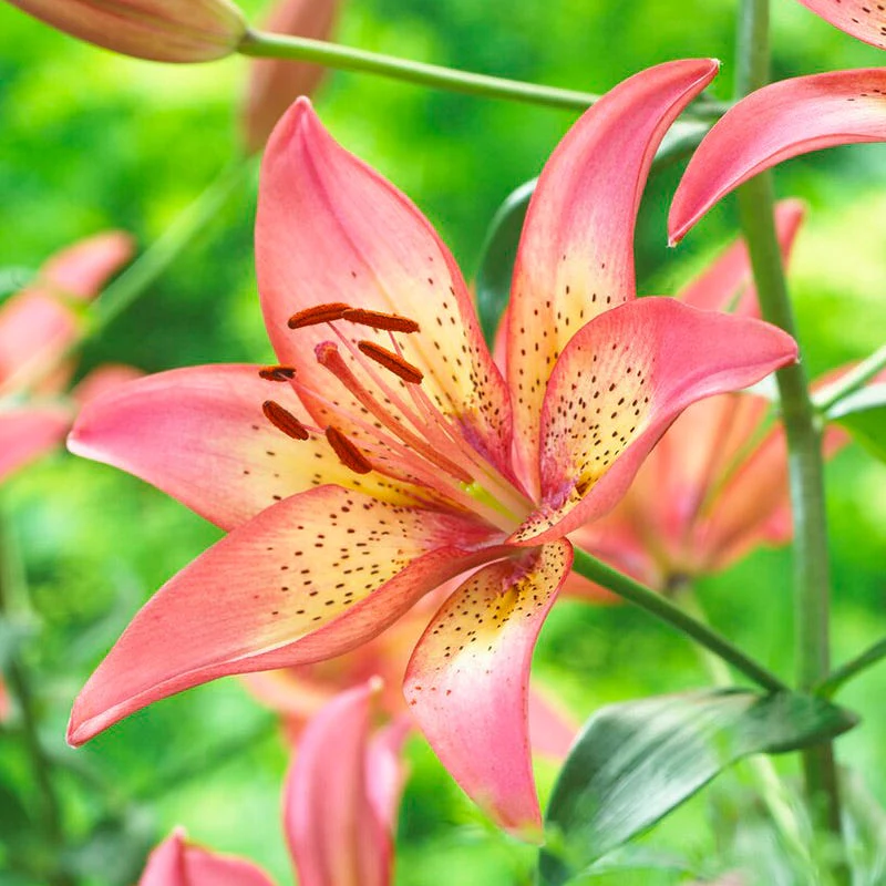 Brilliant Cottage Garden Plant Collection - Image 9