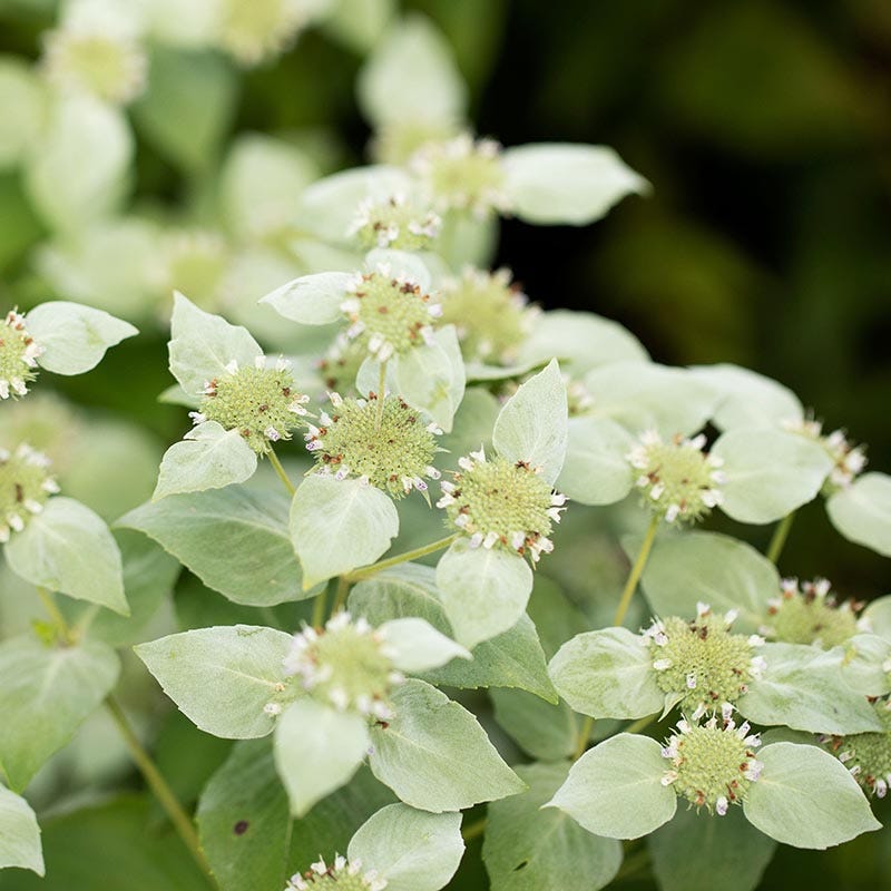 Bumblebee Burrow Native Plant Collection - Image 3